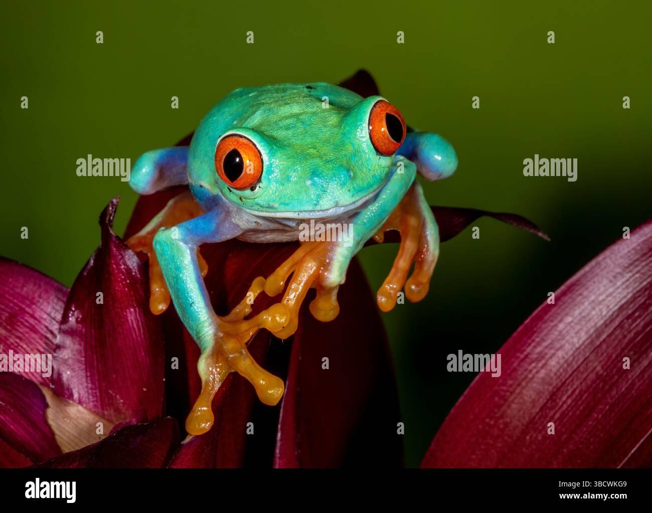 Rotäugigen Baumfrosch. Stockfoto