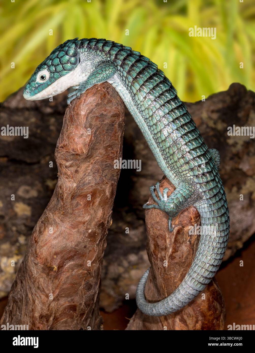 Mexikanische Alligatoreidechse. Stockfoto
