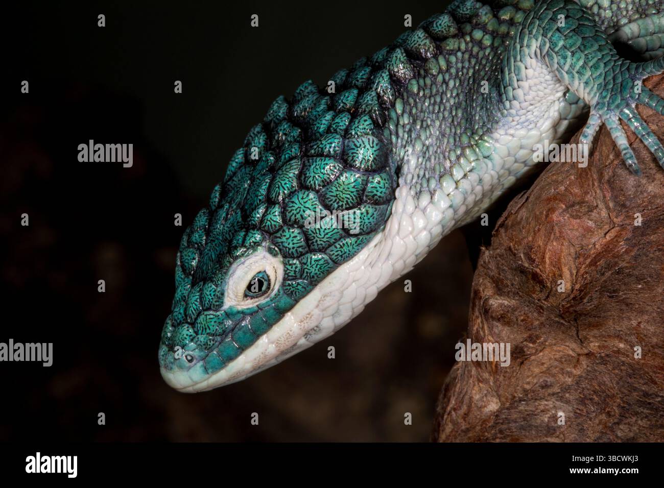 Mexikanische Alligatoreidechse. Stockfoto