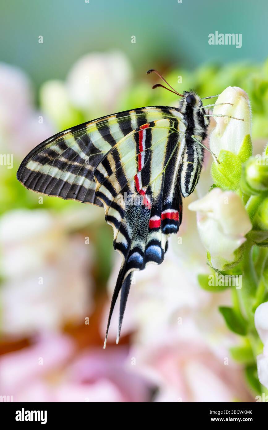 Zebra-Schwalbenschwanz-Schmetterling, der im Osten der USA beheimatet ist und auf hellrosa snapdragon-Blüten ruht Stockfoto