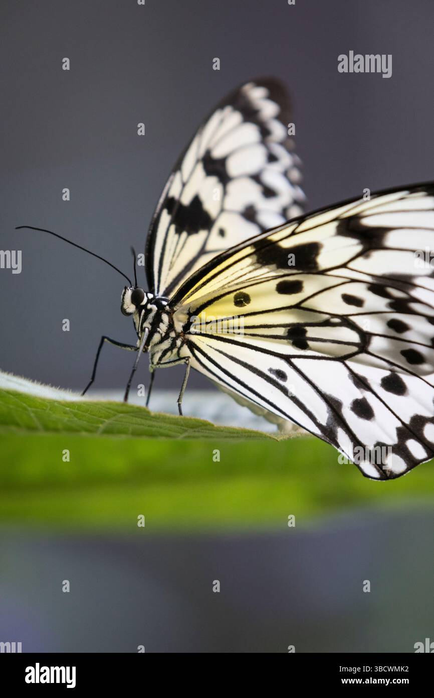 Die große Baumnymphe, auch bekannt als Papierdrachen-Schmetterling und Reispapierfalter, ist in Südostasien beheimatet. Stockfoto