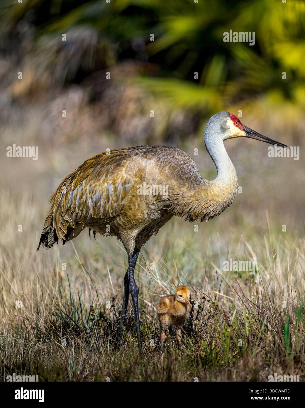 Ein ausgewachsener Sandhügelkran mit jungen Hengsten sucht nach Käfern zu essen. Stockfoto