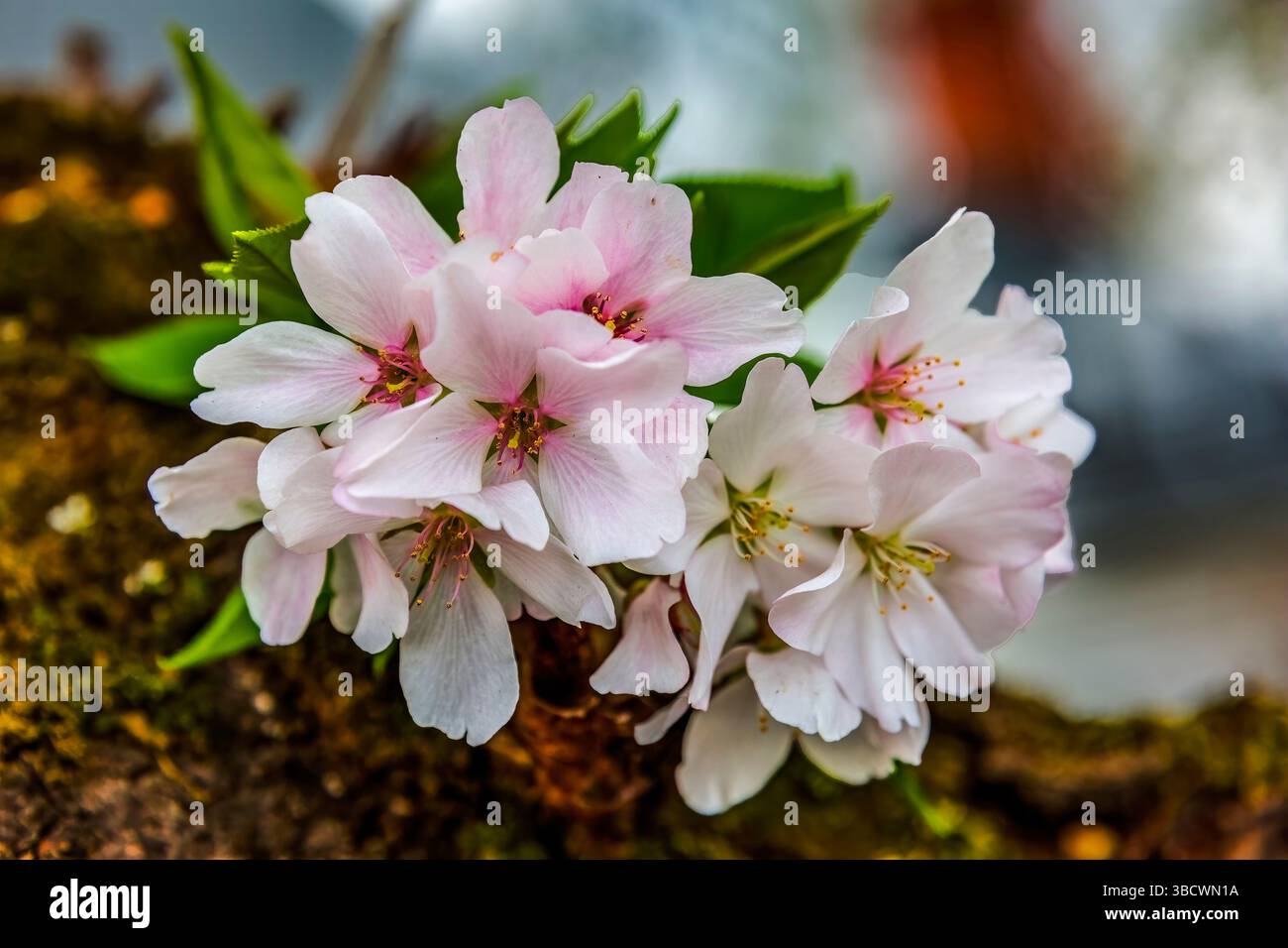 Bunte Kirschblüten, Kenwood, Bethesda, Maryland. Stockfoto