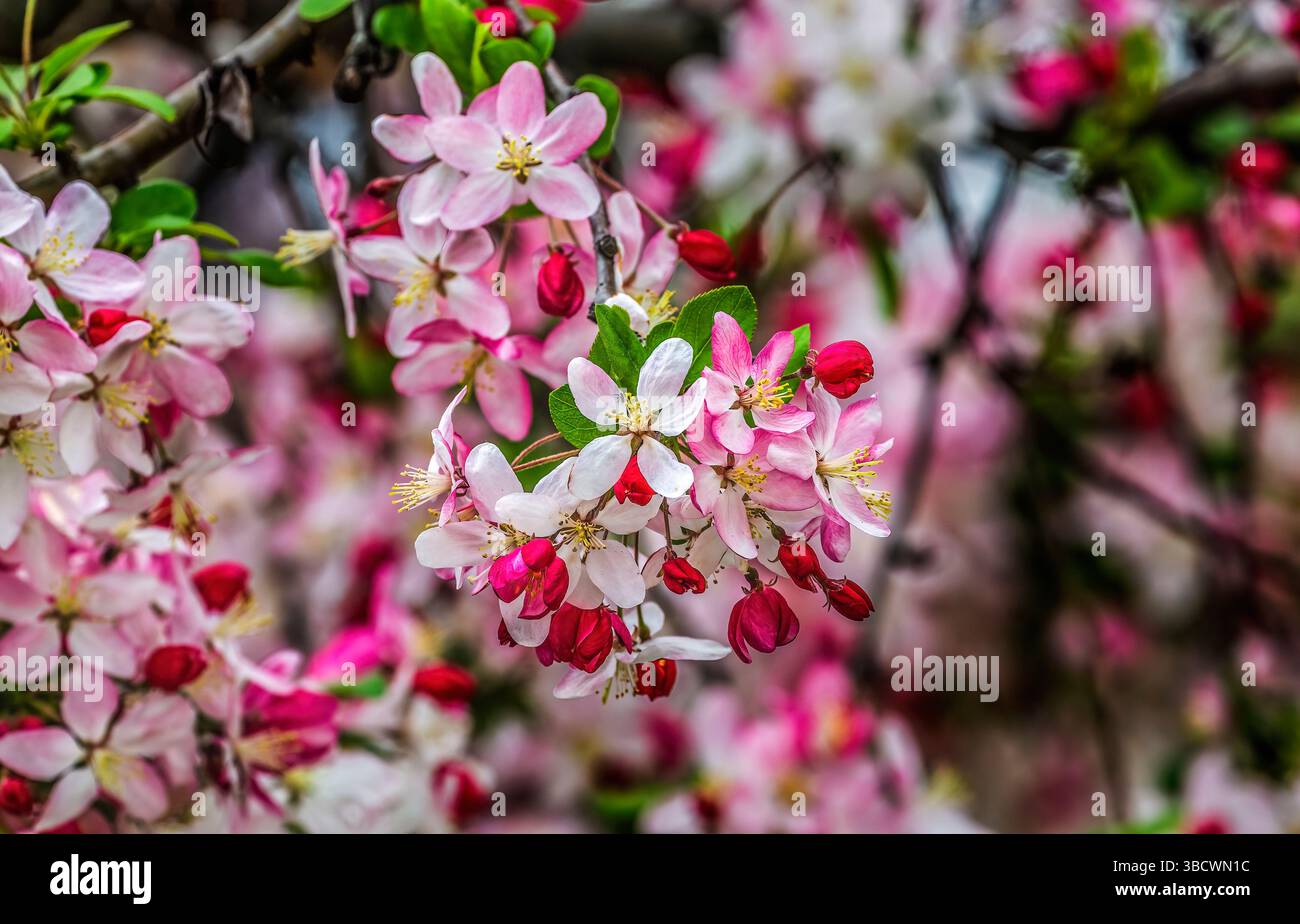 Bunte japanische Krabben-Apfelblüten, Kenwood, Bethesda, Maryland. Stockfoto