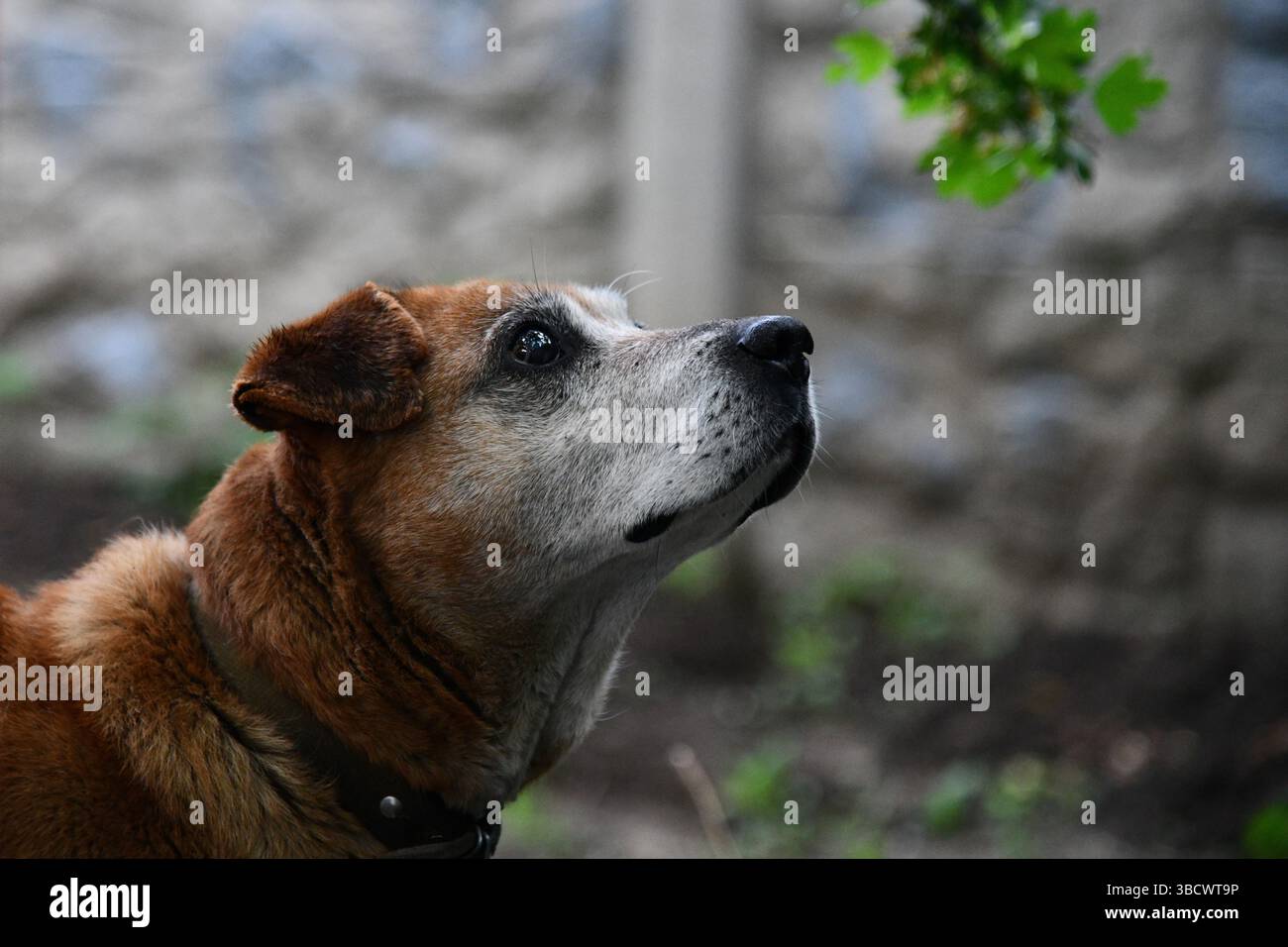 Wunderschöner Ingwer Husky Hund, der mit Mädchen in Herbstfarben spielt. Gefühlspilz von Frau und Fuchshund Nahaufnahme. Mädchen spielt mit weißem rotem Husky in Par Stockfoto