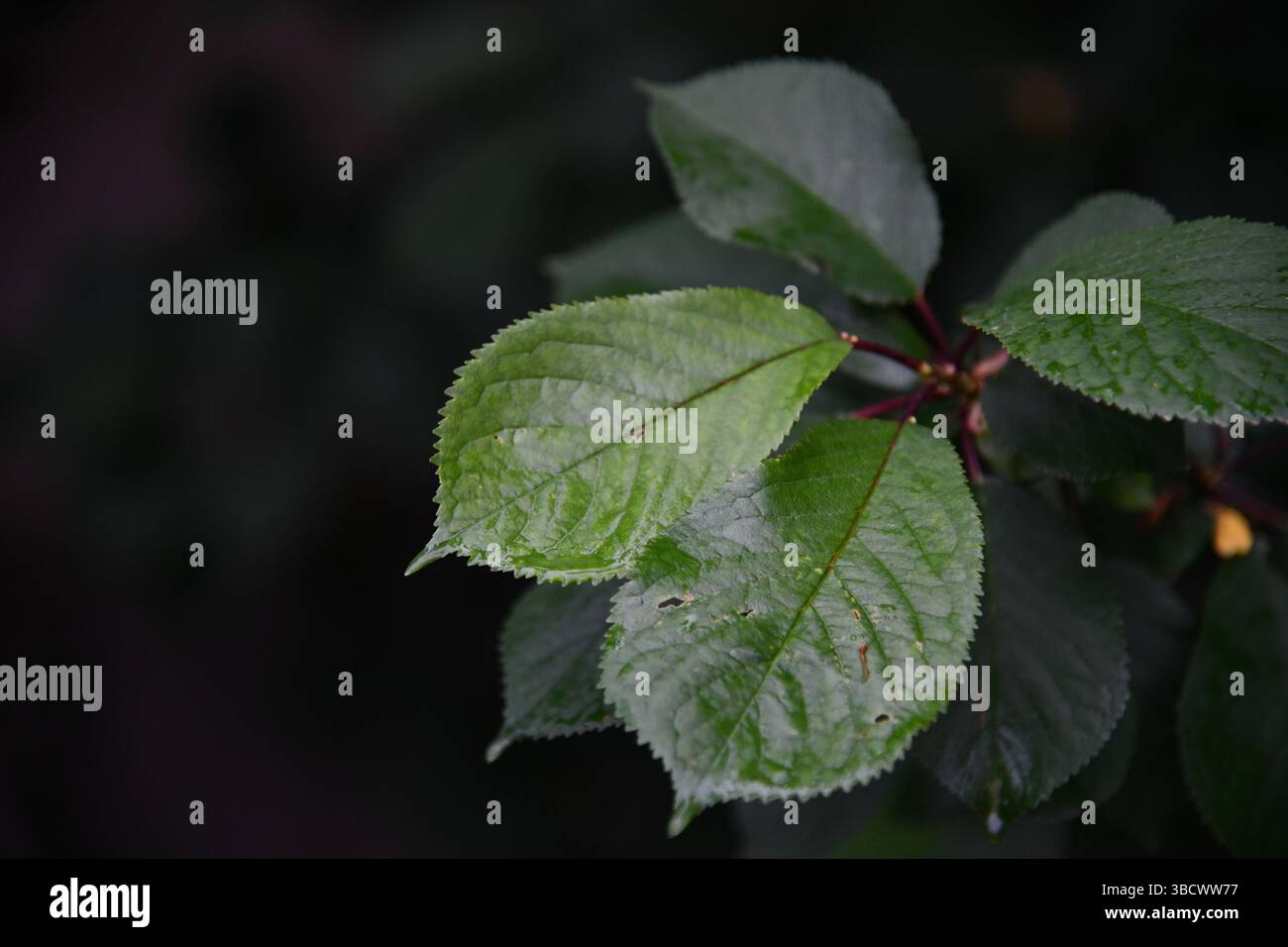 Kirsche auf den Zweigen mit grünen Blättern Stockfoto