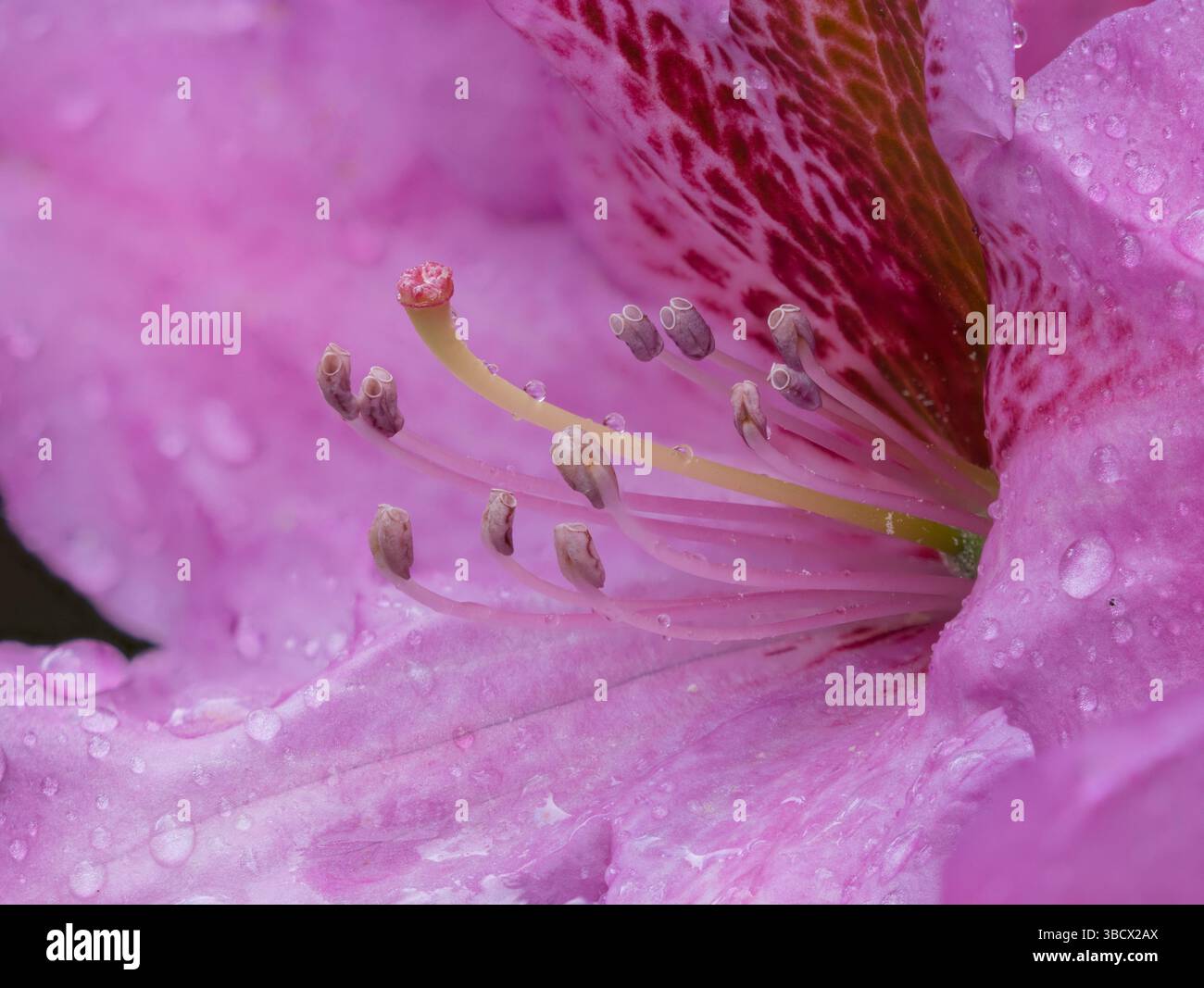 Bundesstaat Washington. Nahaufnahme einer rosa Rhododendron-Blüte mit Wassertropfen Stockfoto
