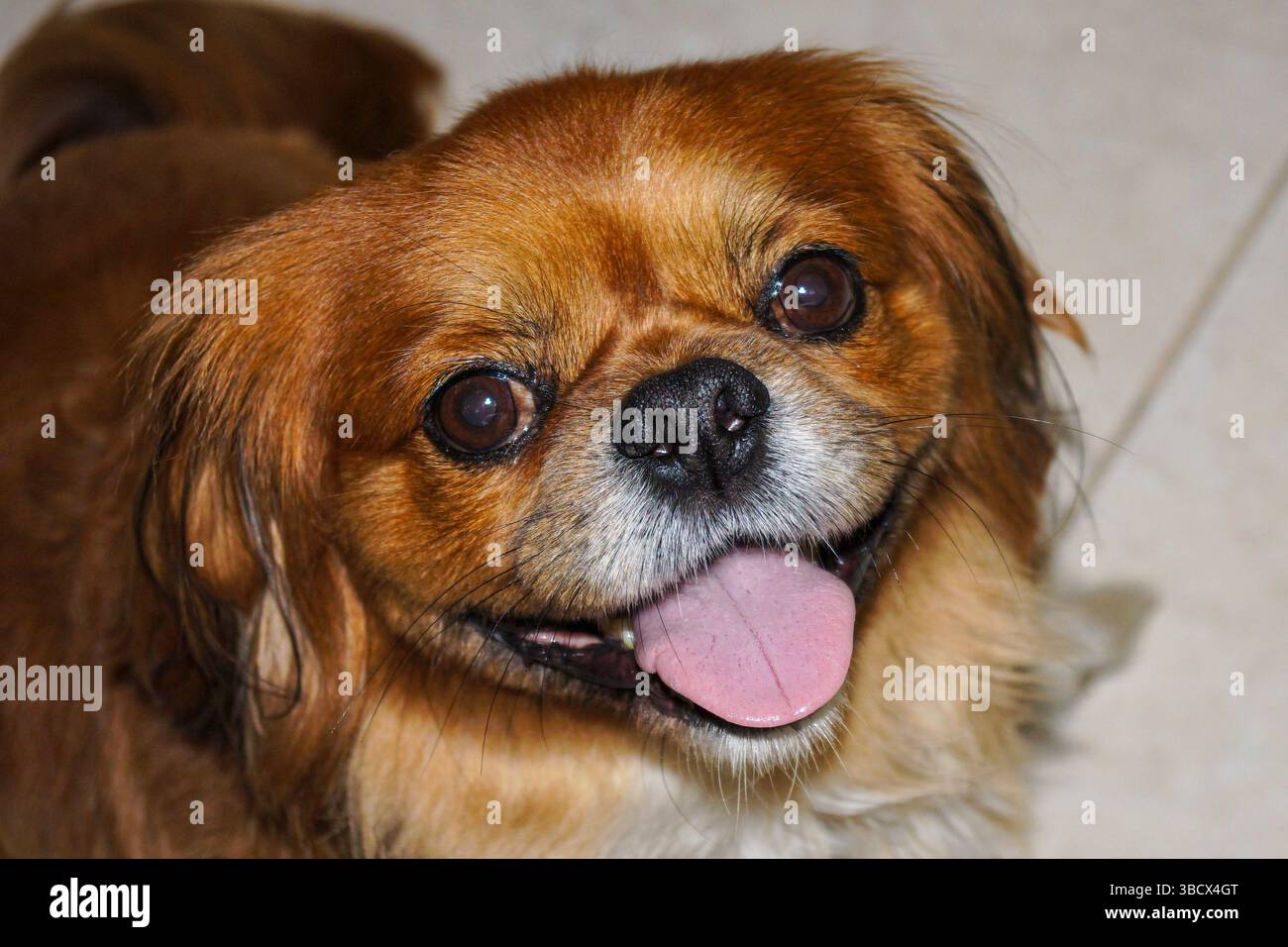Nahaufnahme eines glücklichen Pekinger Hundes, der seine Besitzer sieht Stockfoto