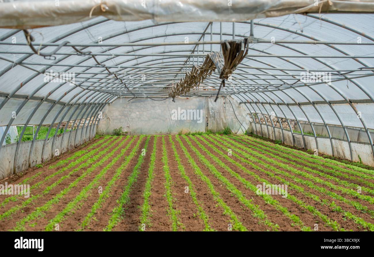 Anbau von Bio-Gemüse in einem Gewächshaus Stockfoto