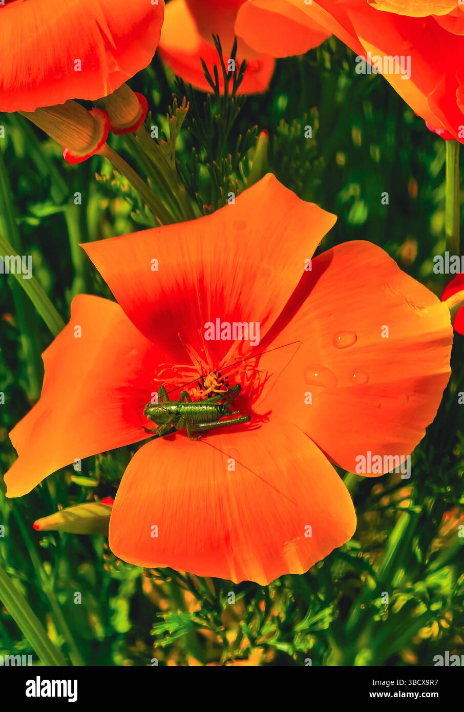 Makrofoto einer hellgrünen Heuschrecke, die auf den Blütenblättern einer lebhaften orangen Blume liegt, mit Süßwassertropfen, die eine natürliche Note verleihen. Eine detaillierte Darstellung und Darstellung des Insektenlebens im Garten Stockfoto