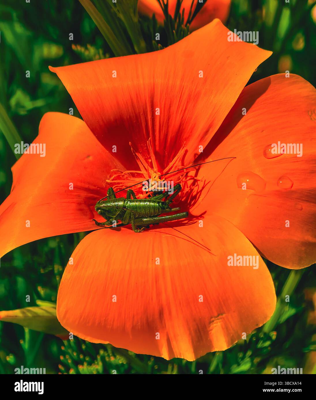 Makrofoto einer hellgrünen Heuschrecke, die auf den Blütenblättern einer lebhaften orangen Blume liegt, mit Süßwassertropfen, die eine natürliche Note verleihen. Eine detaillierte Darstellung des Insektenlebens in einem Park Stockfoto