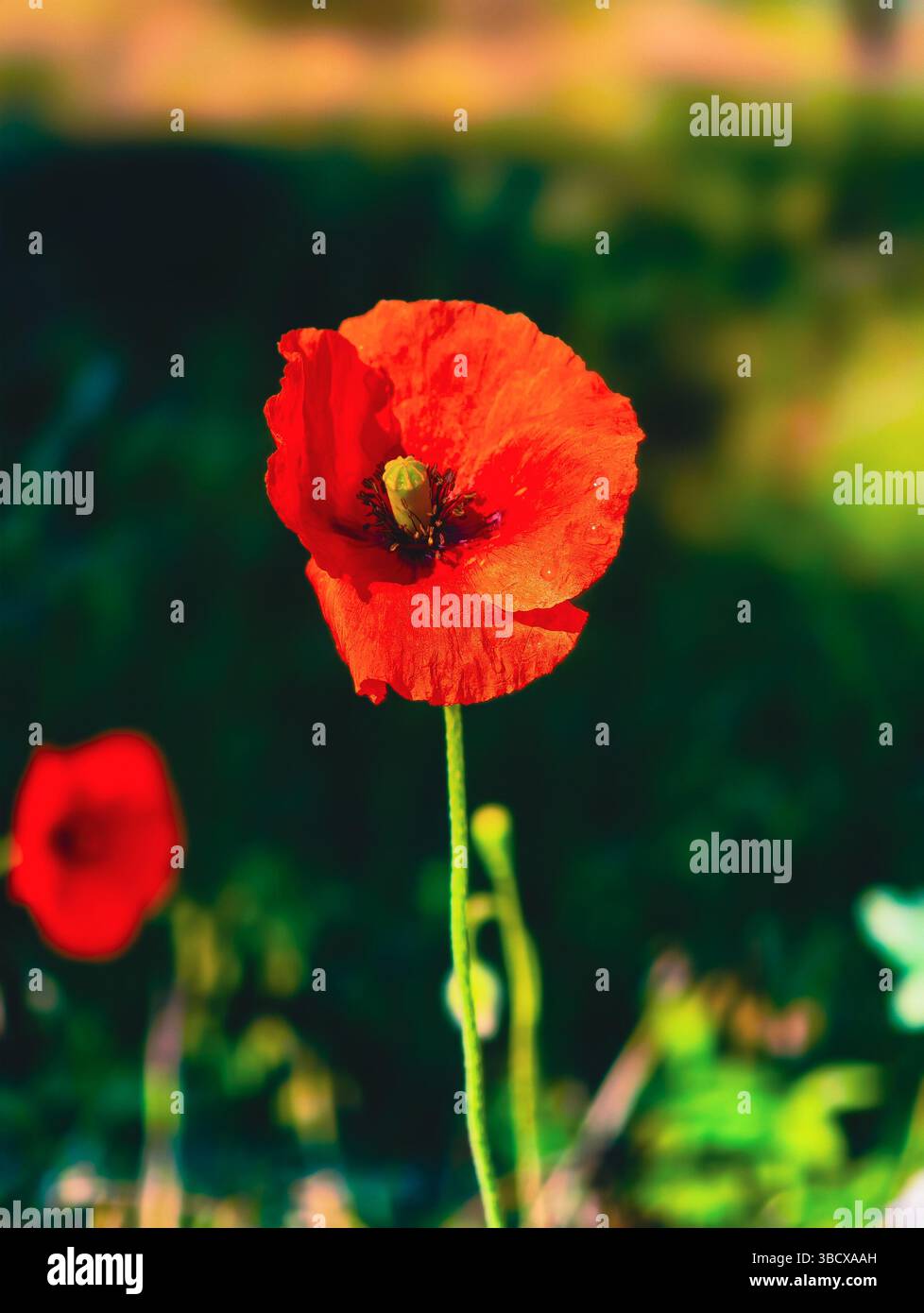 Leuchtende rote Mohnblume, die anmutig auf einem weichen, verschwommenen Hintergrund steht und das Wesen der Schönheit der Natur einfängt, perfekt für Projekte mit Naturmotiven, Blumenmotive und künstlerische Einrichtung. Stockfoto
