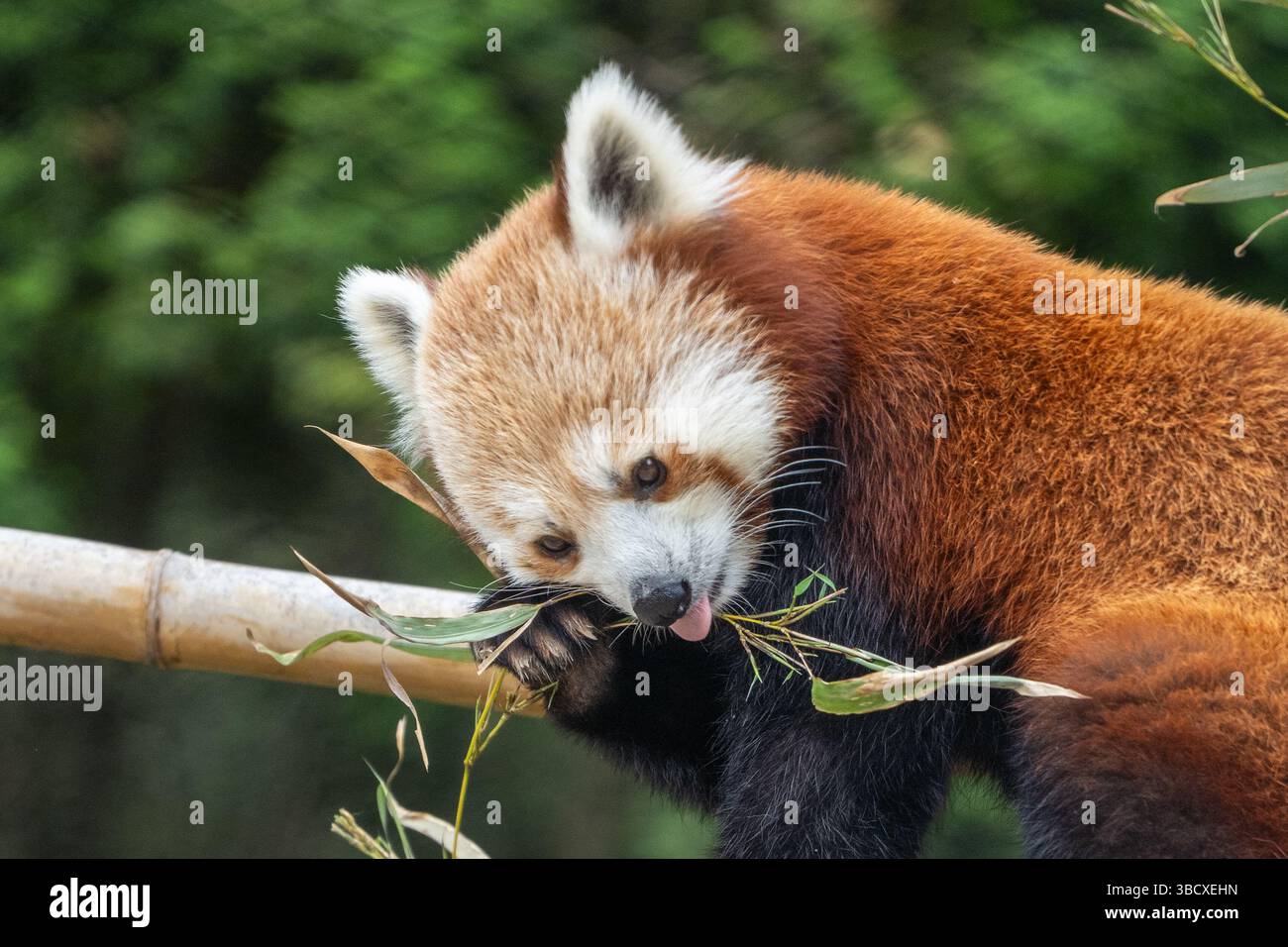 Roter Panda (Ailurus fulgens) isst Bambusblätter, vom Aussterben bedroht, Tier im Zoo Stockfoto