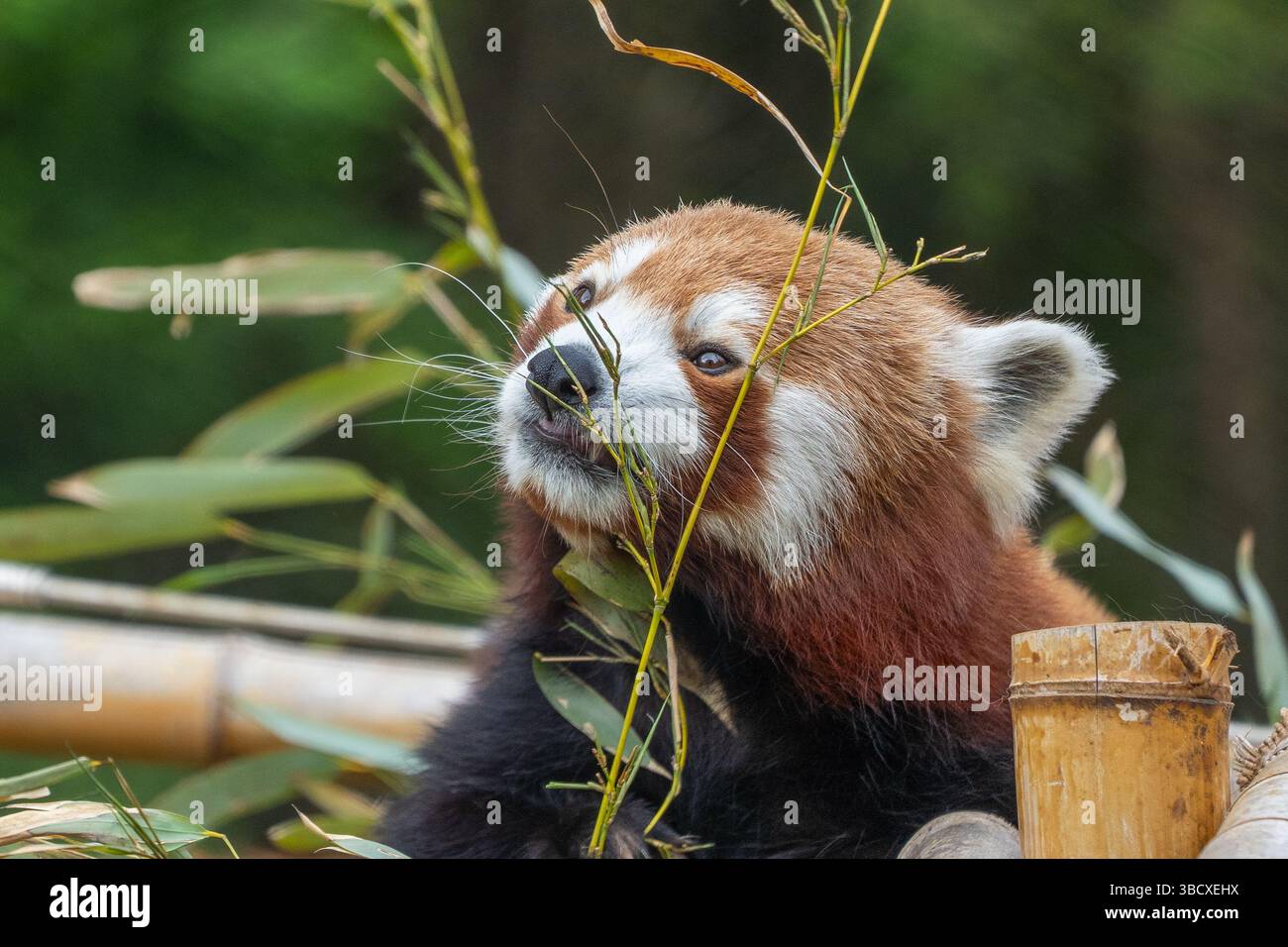 Roter Panda (Ailurus fulgens) isst Bambusblätter, vom Aussterben bedroht, Tier im Zoo Stockfoto