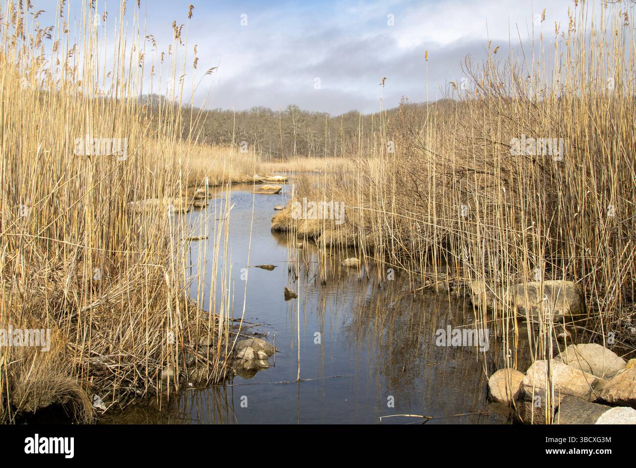 Das Sümpfland an der Südküste von Massachusetts bietet ein landschaftlich reizvolles Feuchtgebiet, ein ruhiger Lebensraum voller einzigartiger Tierwelt. Stockfoto