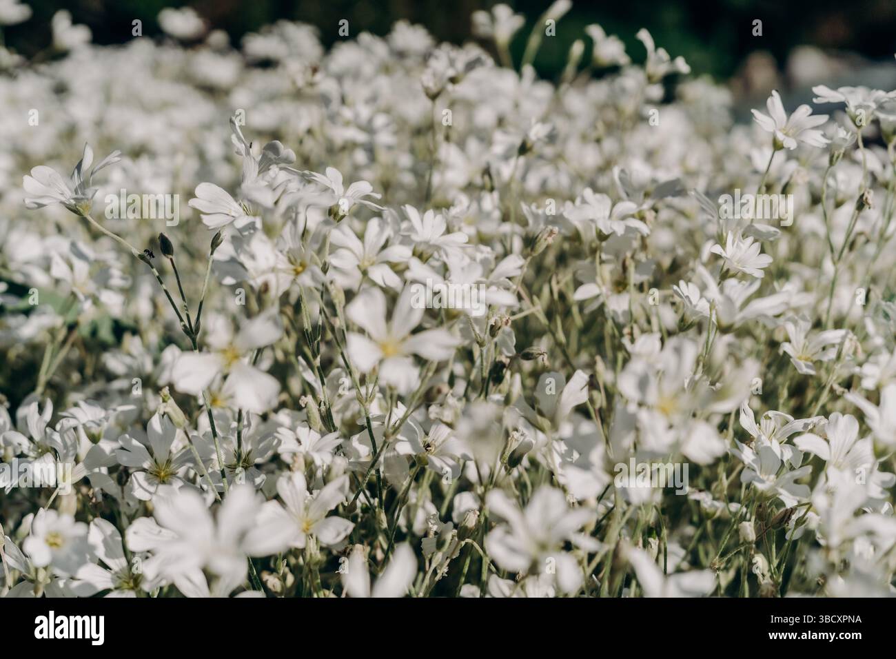 Weiße Wildblumen, die unter der Sommersonne blühen, erfüllen den Rahmen mit sanfter Symmetrie, floralem Minimalismus und frischen, saisonalen Vibes, die perfekt für die Natur sind Stockfoto