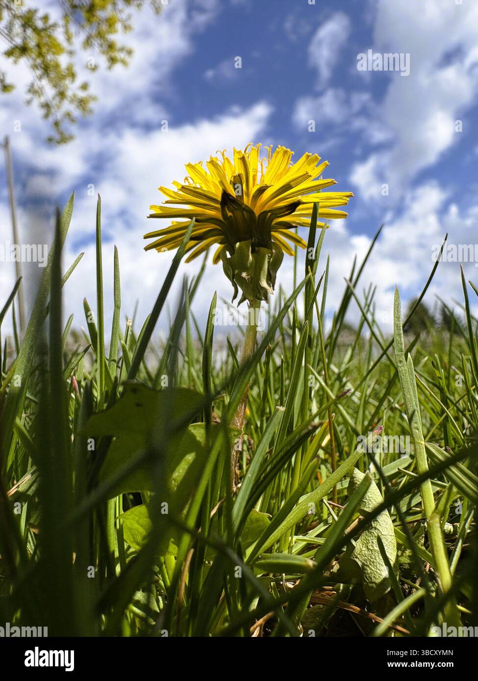 Eine einzigartige Ansicht von unten auf ein einzelnes gelbes, gewöhnliches Löwenzahnkraut im grünen Gras mit blauem Himmel und weißen Wolken. Stockfoto