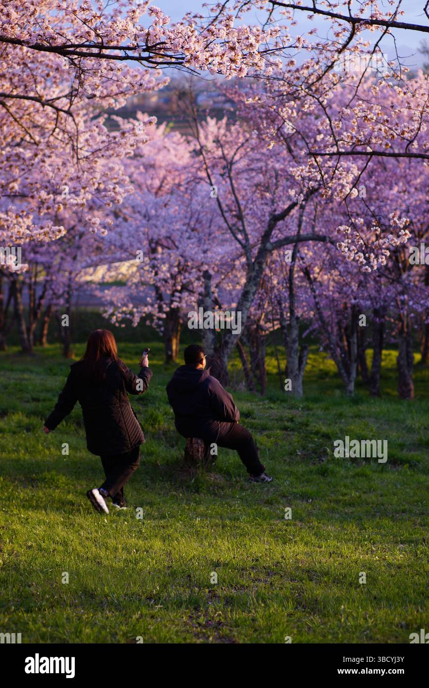 In Higashikawa, Hokkaido, wird ein Paar beobachtet, wie sie sich bei Sonnenuntergang in einem Park voller blühender Kirschblüten fotografieren. Stockfoto