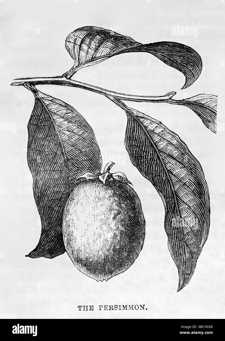 Das Persimmon (1878). Illustration aus dem 19. Jahrhundert von Frank Leslie's Popular Monthly Stockfoto