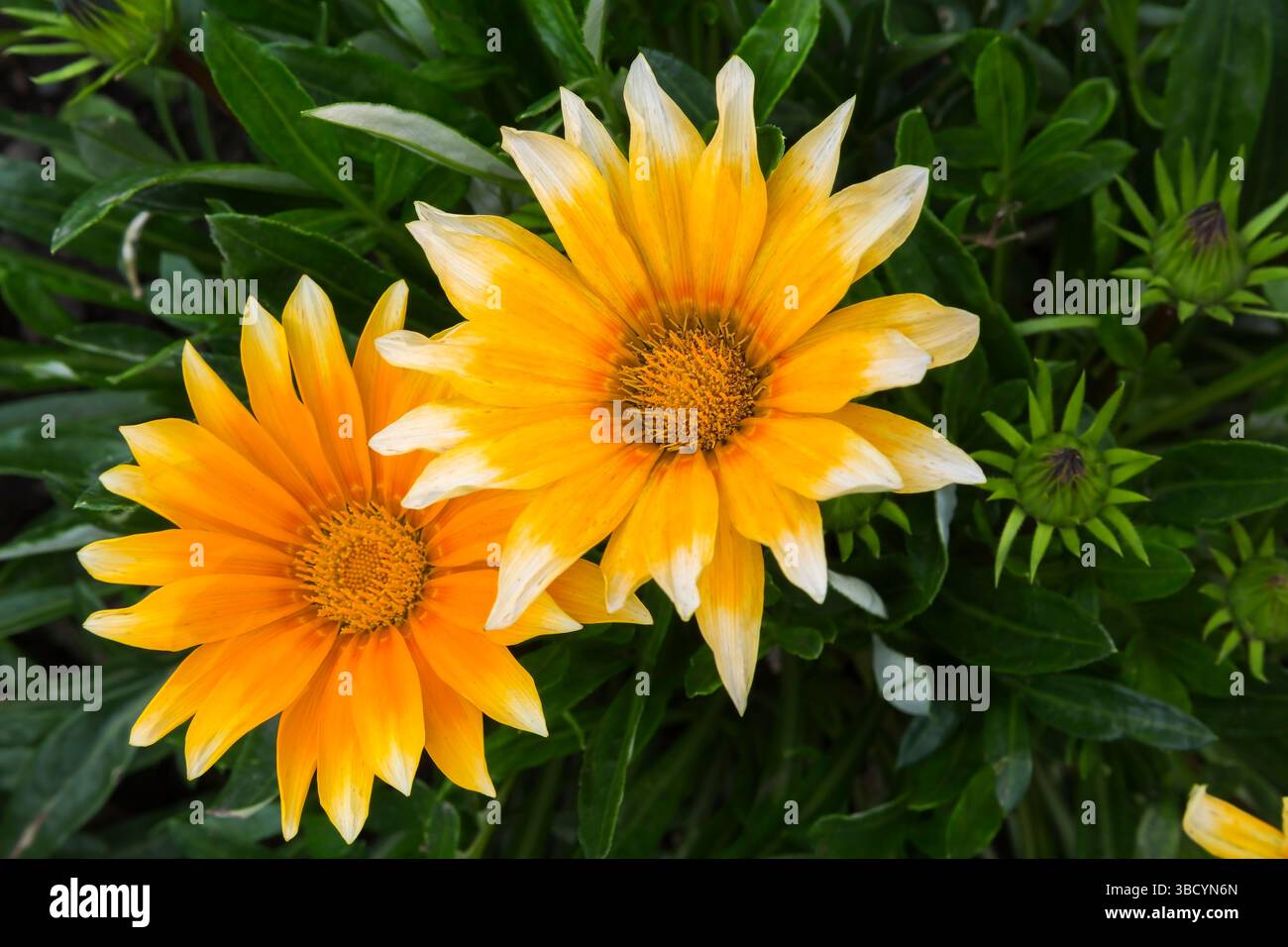 Gazania rigens „Zany Sunny Side Up“ - Schatzblume im Sommer. Stockfoto