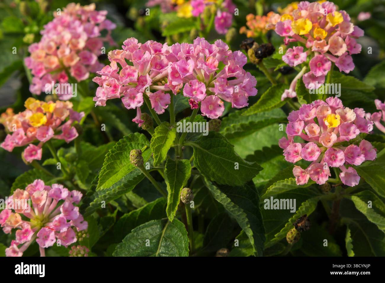 Nahaufnahme von Lantana „Havanna Sunset“ - Sträucher Verbene im Sommer. Stockfoto