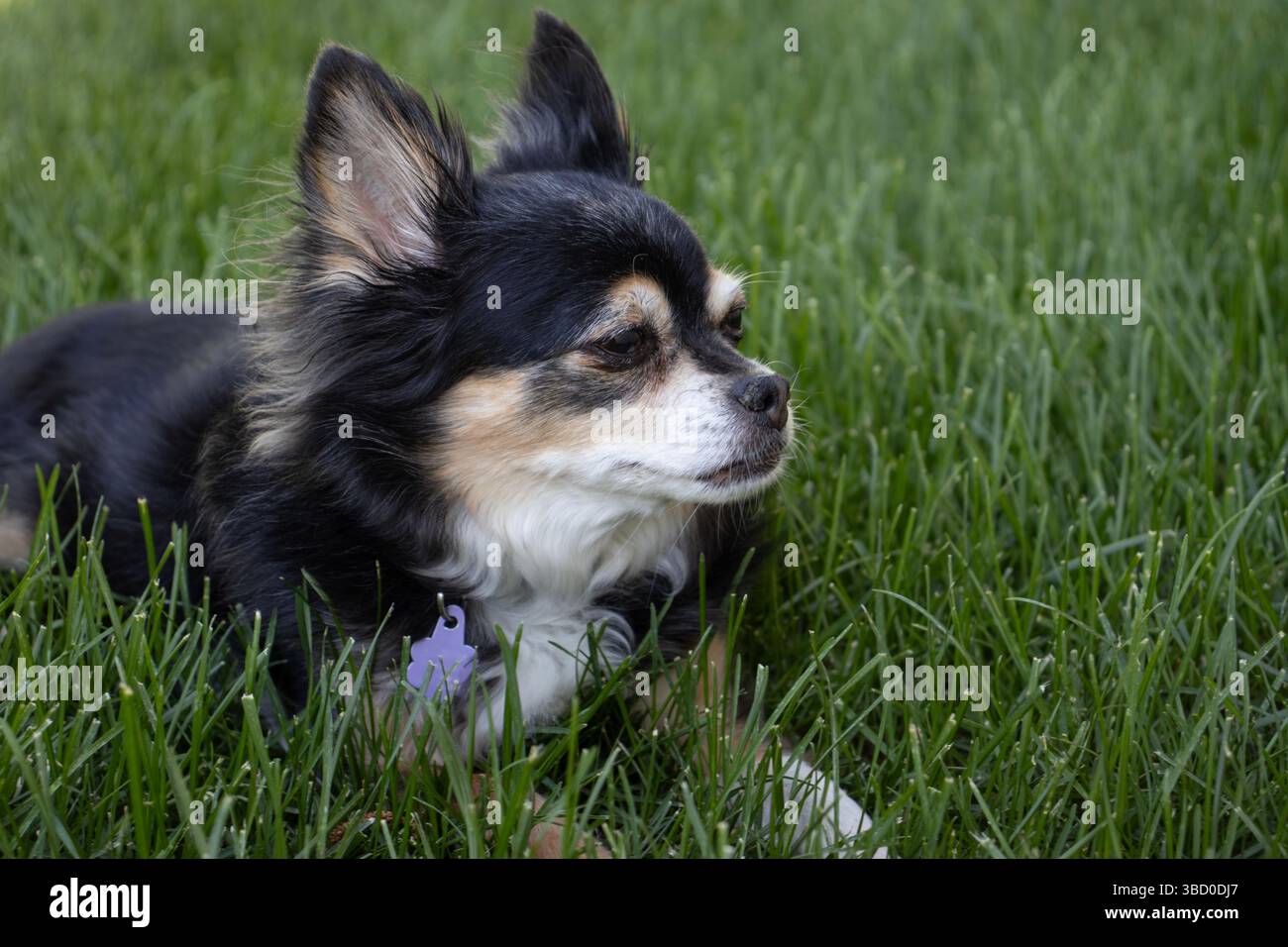 Ein kleiner langhaariger chihuahua-Hund mit flauschigem, seidenschwarzem Fell mit weißen und braunen Markierungen, im Außenporträt auf einem Rasen aus grünem Gras. Stockfoto Ein kleiner langhaariger chihuahua-Hund mit flauschigem, seidenschwarzem Fell mit weißen und braunen Markierungen, im Außenporträt auf einem Rasen aus grünem Gras. Stockfoto
