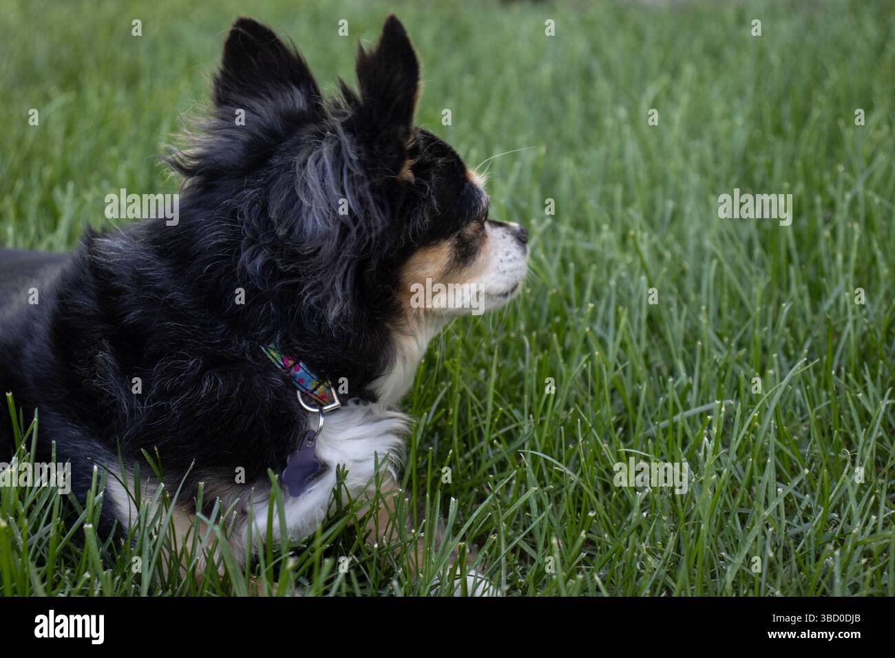 Ein kleiner langhaariger chihuahua-Hund mit flauschigem, seidenschwarzem Fell mit weißen und braunen Markierungen, im Außenporträt auf einem Rasen aus grünem Gras. Stockfoto Ein kleiner langhaariger chihuahua-Hund mit flauschigem, seidenschwarzem Fell mit weißen und braunen Markierungen, im Außenporträt auf einem Rasen aus grünem Gras. Stockfoto