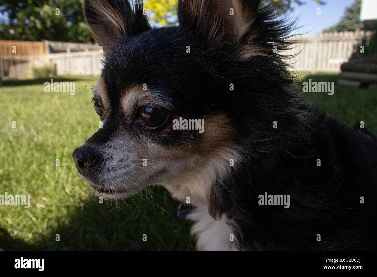 Ein kleiner langhaariger chihuahua-Hund mit flauschigem, seidenschwarzem Fell mit weißen und braunen Markierungen, im Außenporträt auf einem Rasen aus grünem Gras. Stockfoto