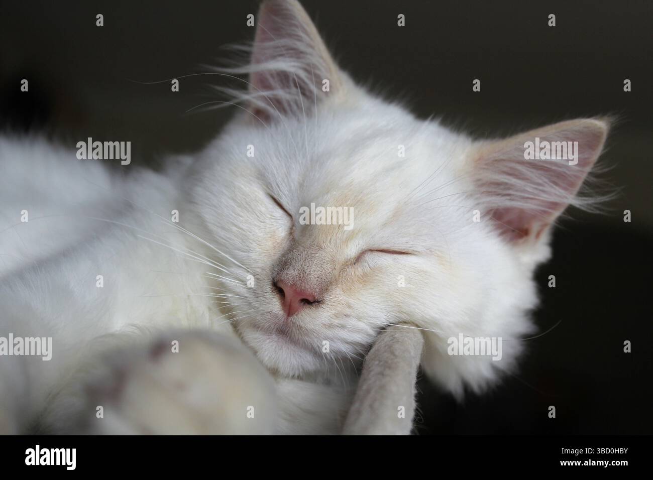Nahaufnahme einer Roten-Punkt-Ragdoll-Katze, die schläft Stockfoto