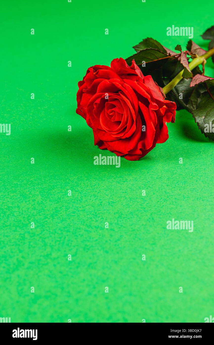 Eine frische rote Rose ruht auf einem hellgrünen Hintergrund. Die weichen Blütenblätter und die satten Farben bilden einen schönen Kontrast zur lebendigen Kulisse und unterstreichen das El Stockfoto