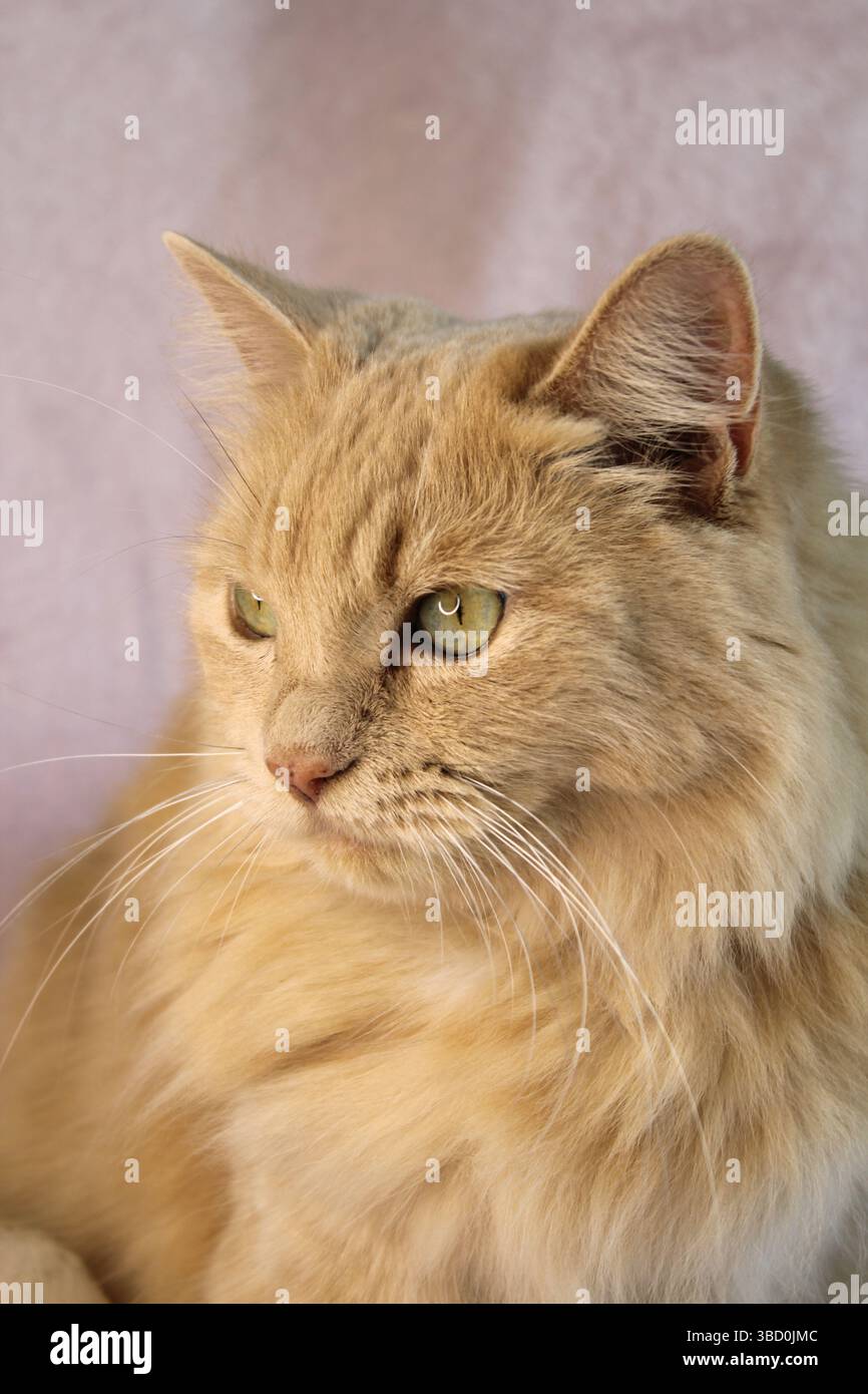 Nahaufnahme Porträt einer langhaarigen Ingwerkatze Stockfoto
