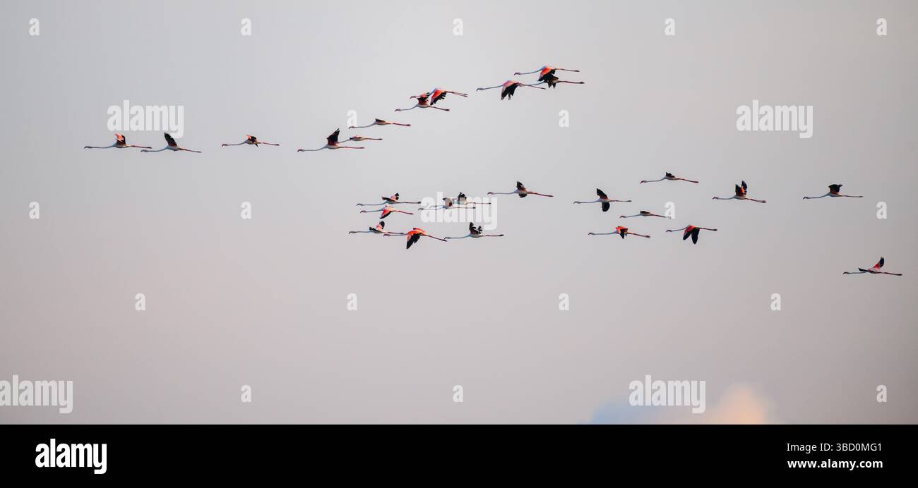 Eine Schar großer Flamingos (Phoenicopterus roseus) schwingt anmutig über den Himmel über Mannar, Sri Lanka, mit ihren langen Hälsen und leuchtend rosa Flügeln Stockfoto