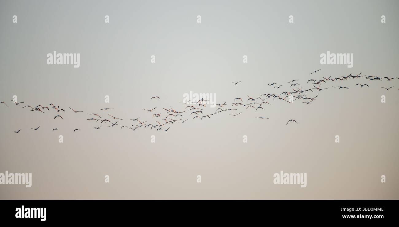 Eine Vogelschar schwingt über den offenen Himmel in einer weitläufigen Formation über Mannar, Sri Lanka Stockfoto