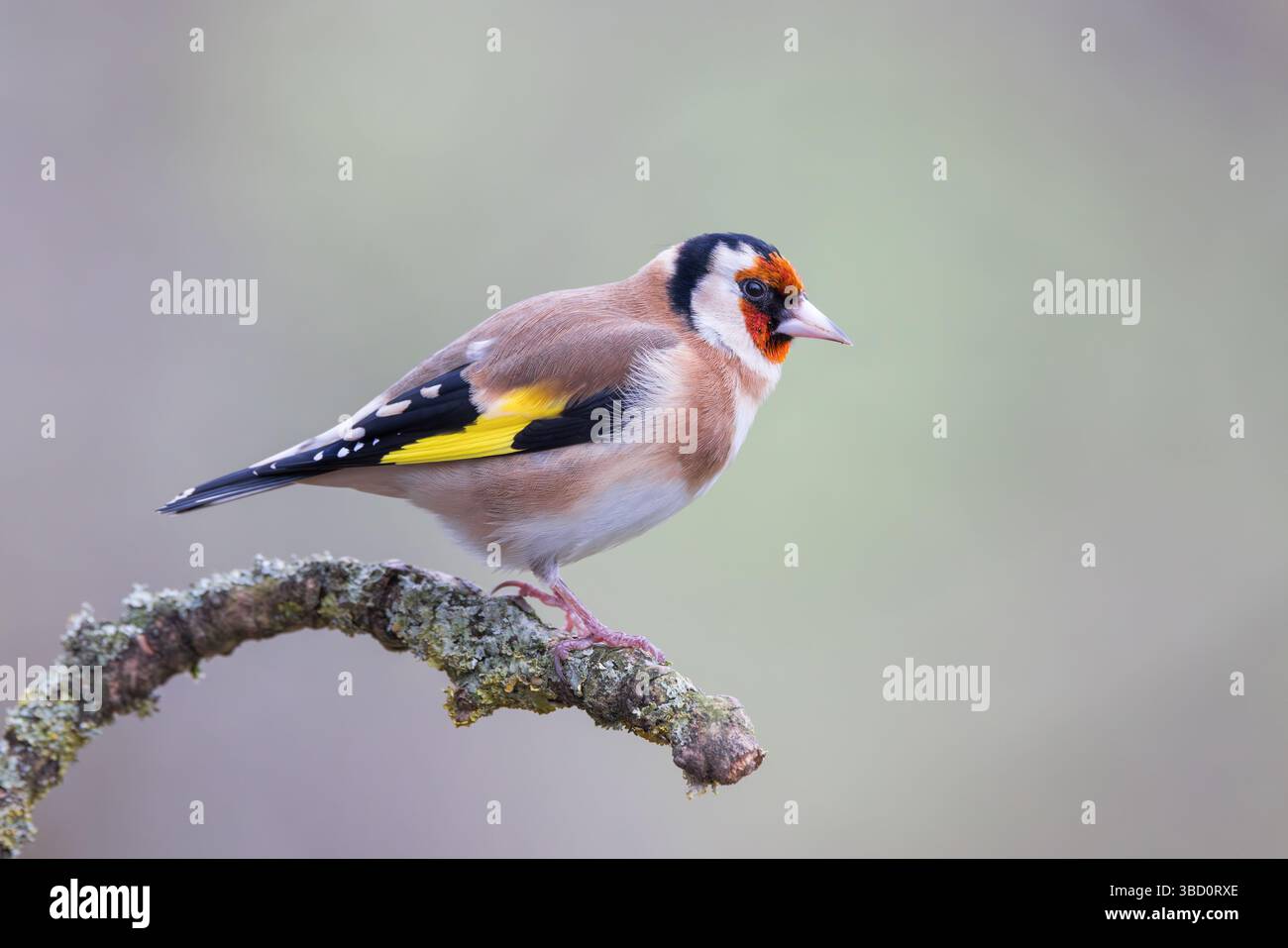 Goldfinch sitzt auf Flechtenbedecktem Stock Stockfoto