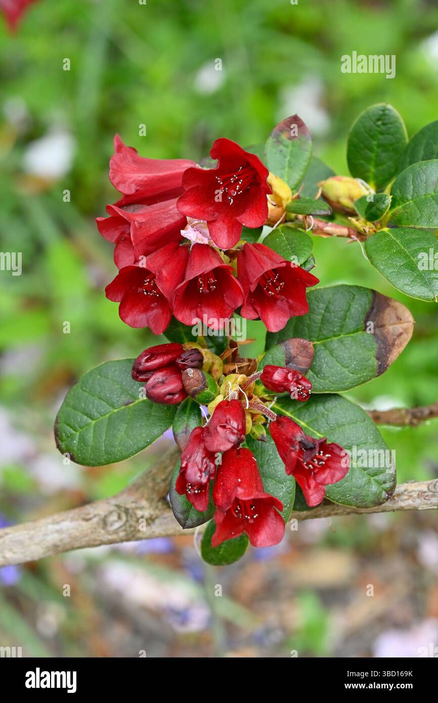 Tiefrote Frühlingsblumen des Zwergrhododendrons „Carmen“ UK Garden Mai Stockfoto