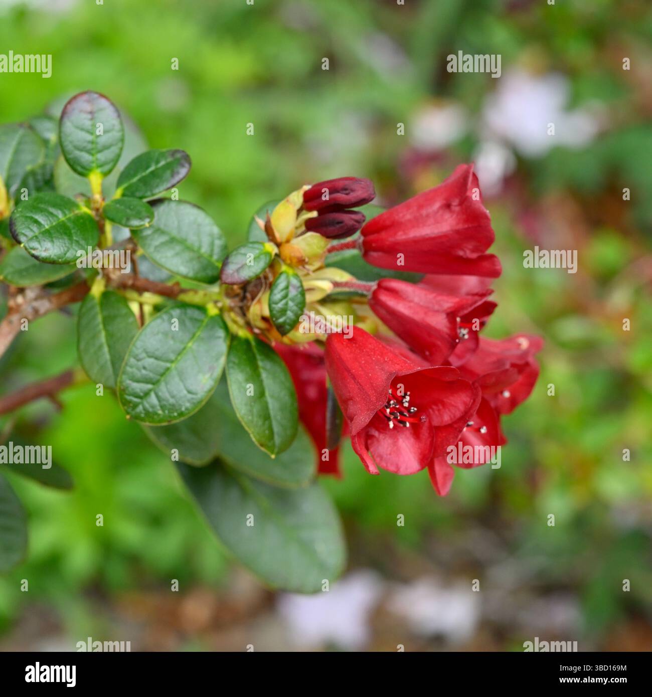 Tiefrote Frühlingsblumen des Zwergrhododendrons „Carmen“ UK Garden Mai Stockfoto