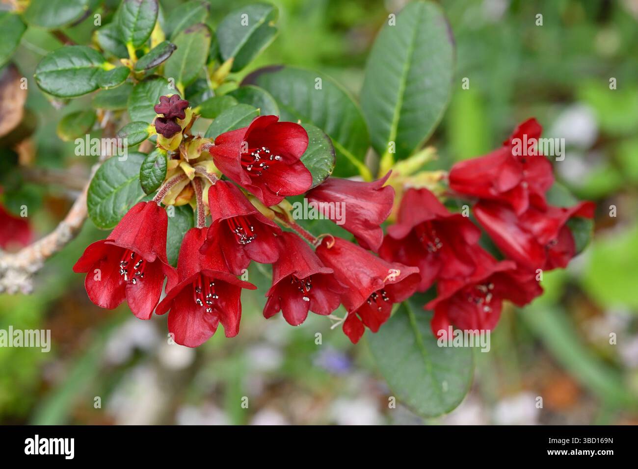 Tiefrote Frühlingsblumen des Zwergrhododendrons „Carmen“ UK Garden Mai Stockfoto