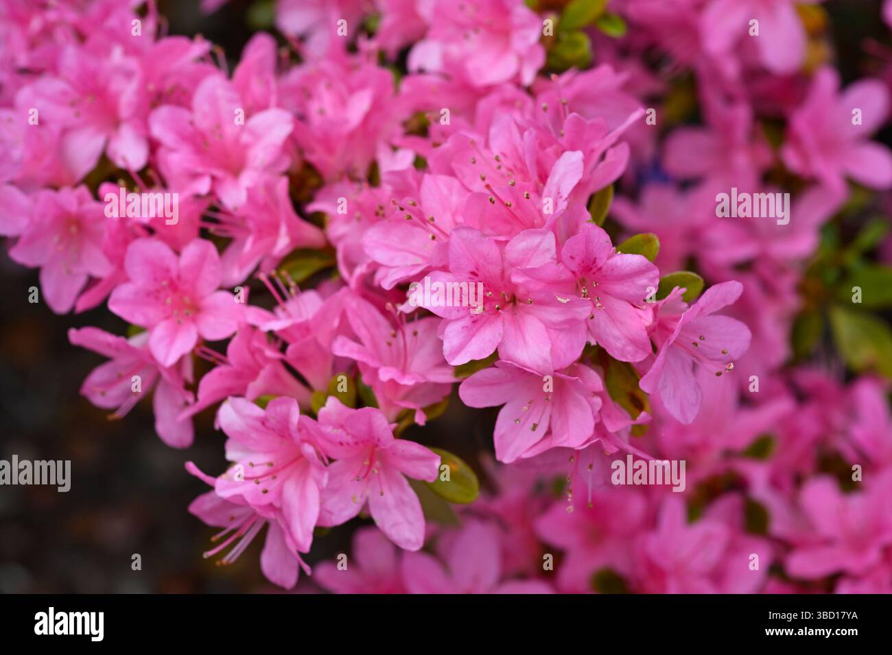 Rosa Frühlingsblumen des Rhododendron 'Ho-o' UK Garden Mai Stockfoto