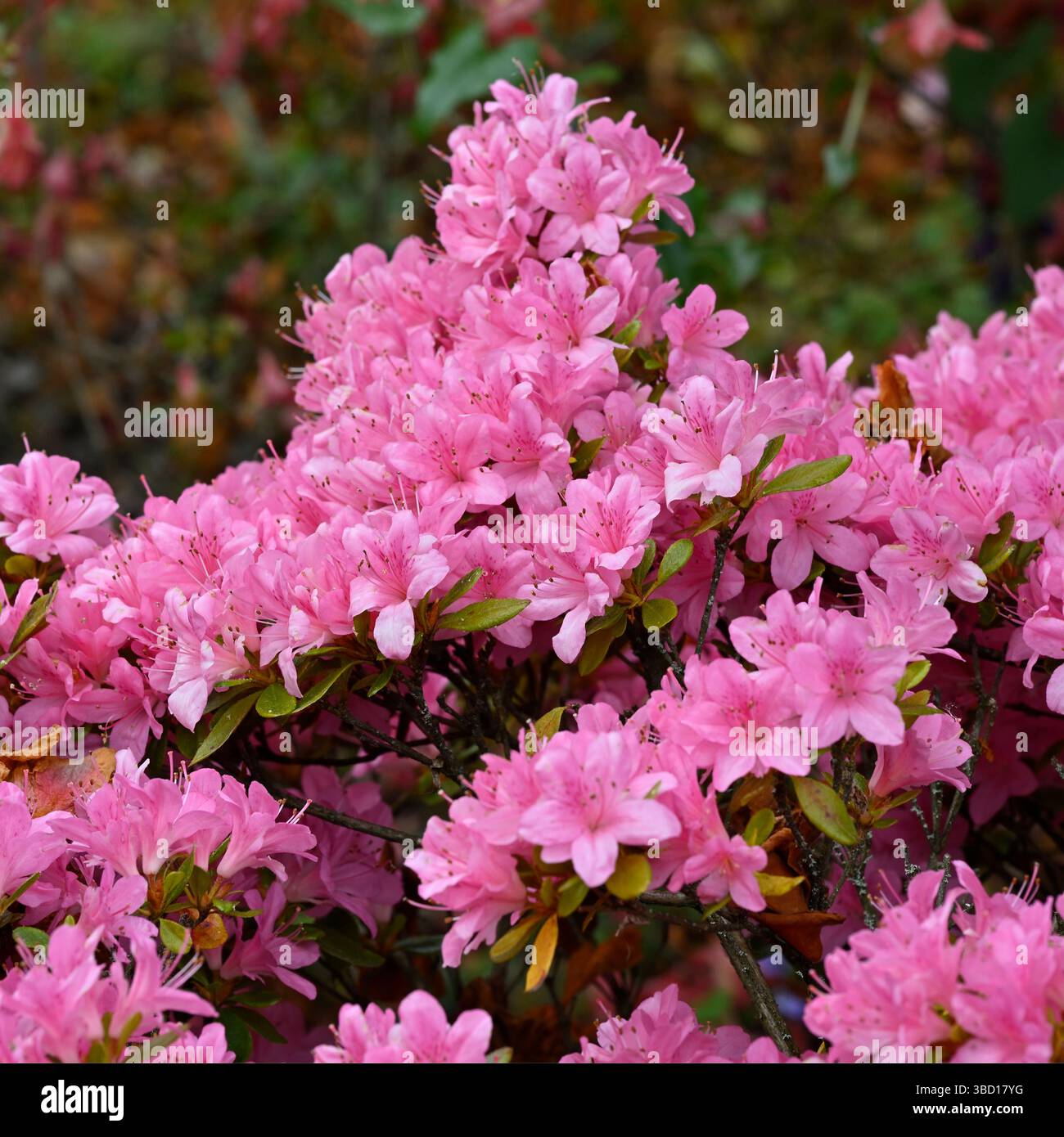 Rosa Frühlingsblumen des Rhododendron 'Ho-o' UK Garden Mai Stockfoto