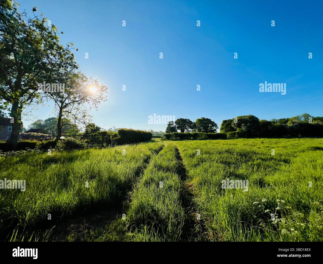Frühmorgendliche Sommerlandschaft in North Yorkshire, Nordengland Stockfoto