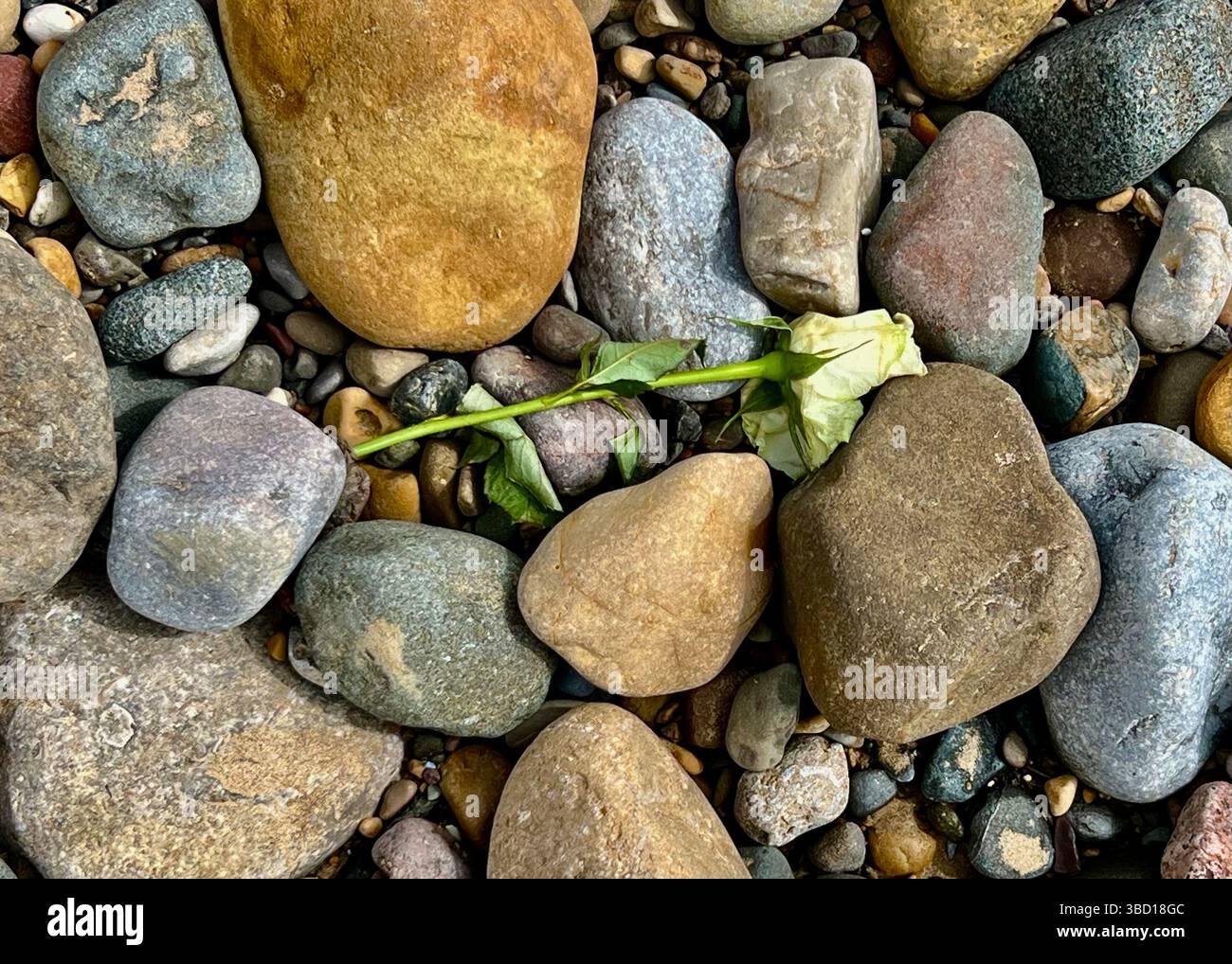 Eine entsorgte Rose in Kieselsteinen am Strand, Filey North Yorkshire Stockfoto