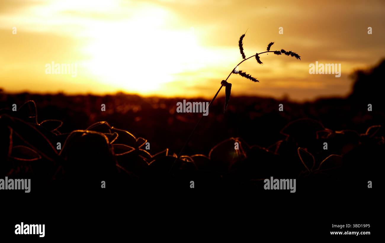 Sonnenuntergang mitten in der Natur Stockfoto