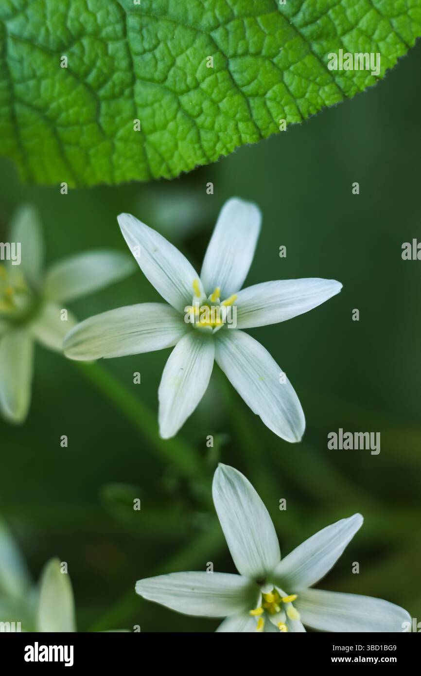 Ornithogalum umbellatum, der Gartenstar von Bethlehem, Graslilie, Mittagsschlaf oder elf-Uhr-Damenblumen im Frühlingsgarten, Nahaufnahme Stockfoto
