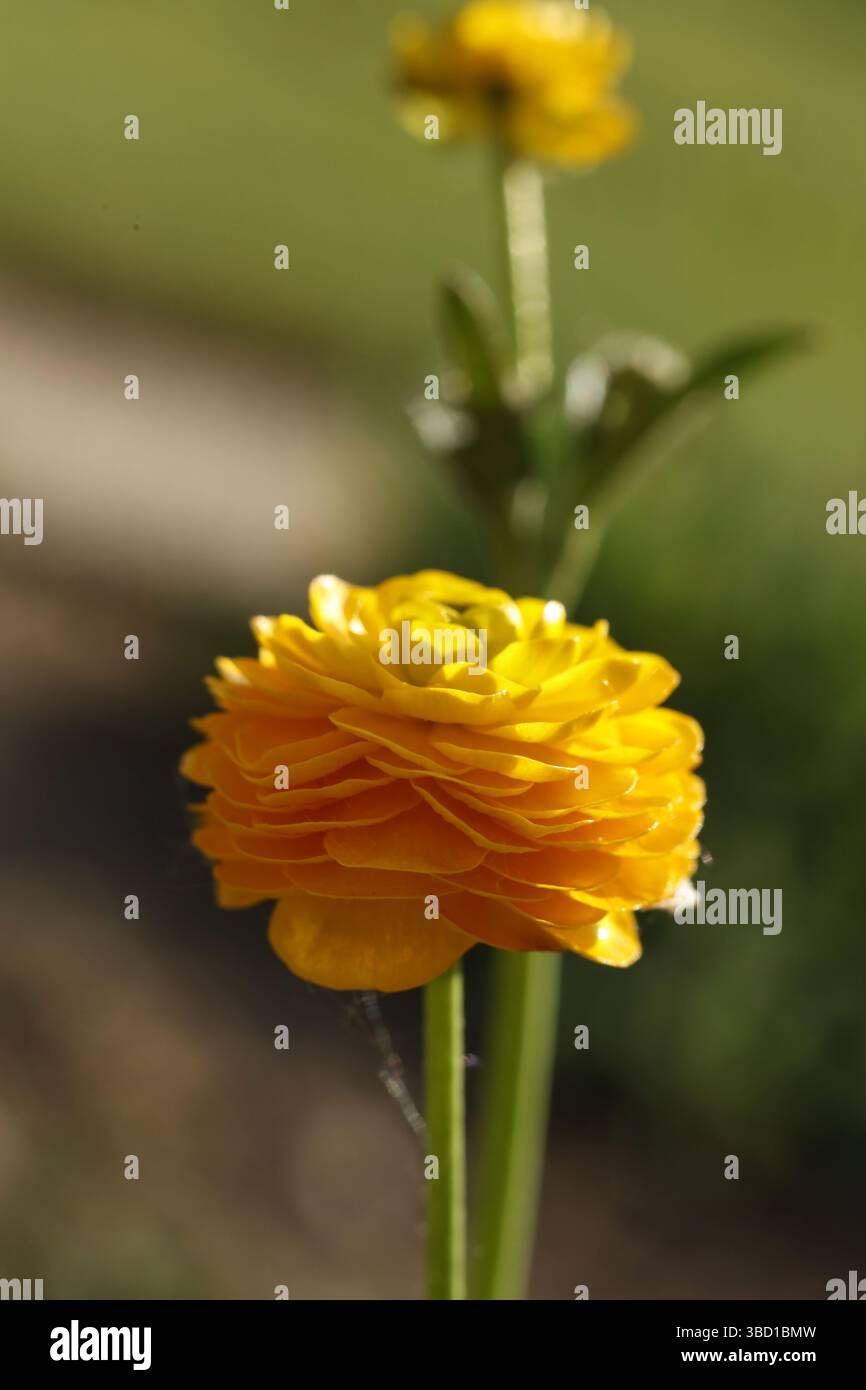 Nahaufnahme der gelben Butterblume (Ranunkel) Stockfoto
