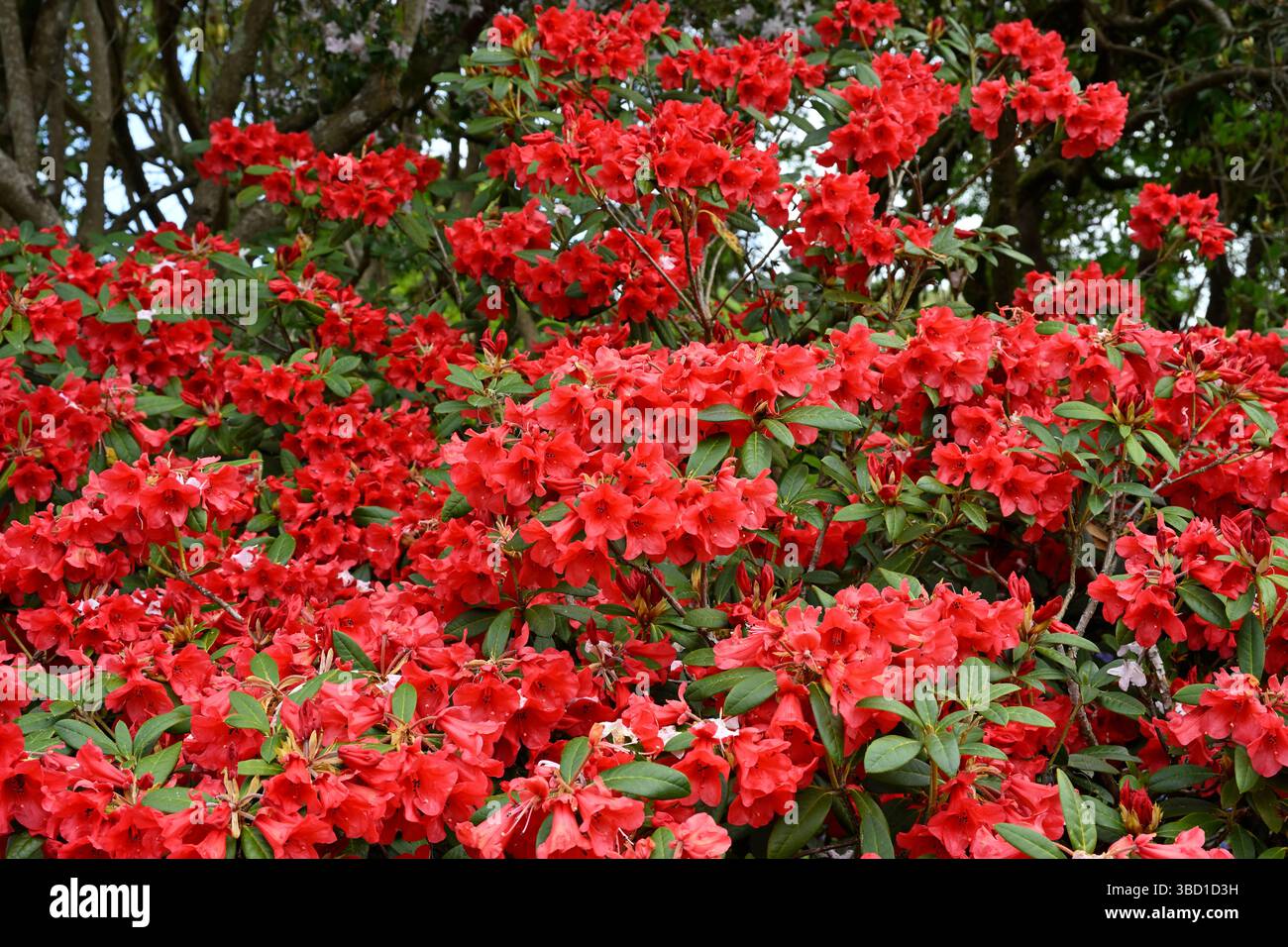 Rote Frühlingsblumen von Rhododendron (May Day Group) 'May Day' UK May Stockfoto
