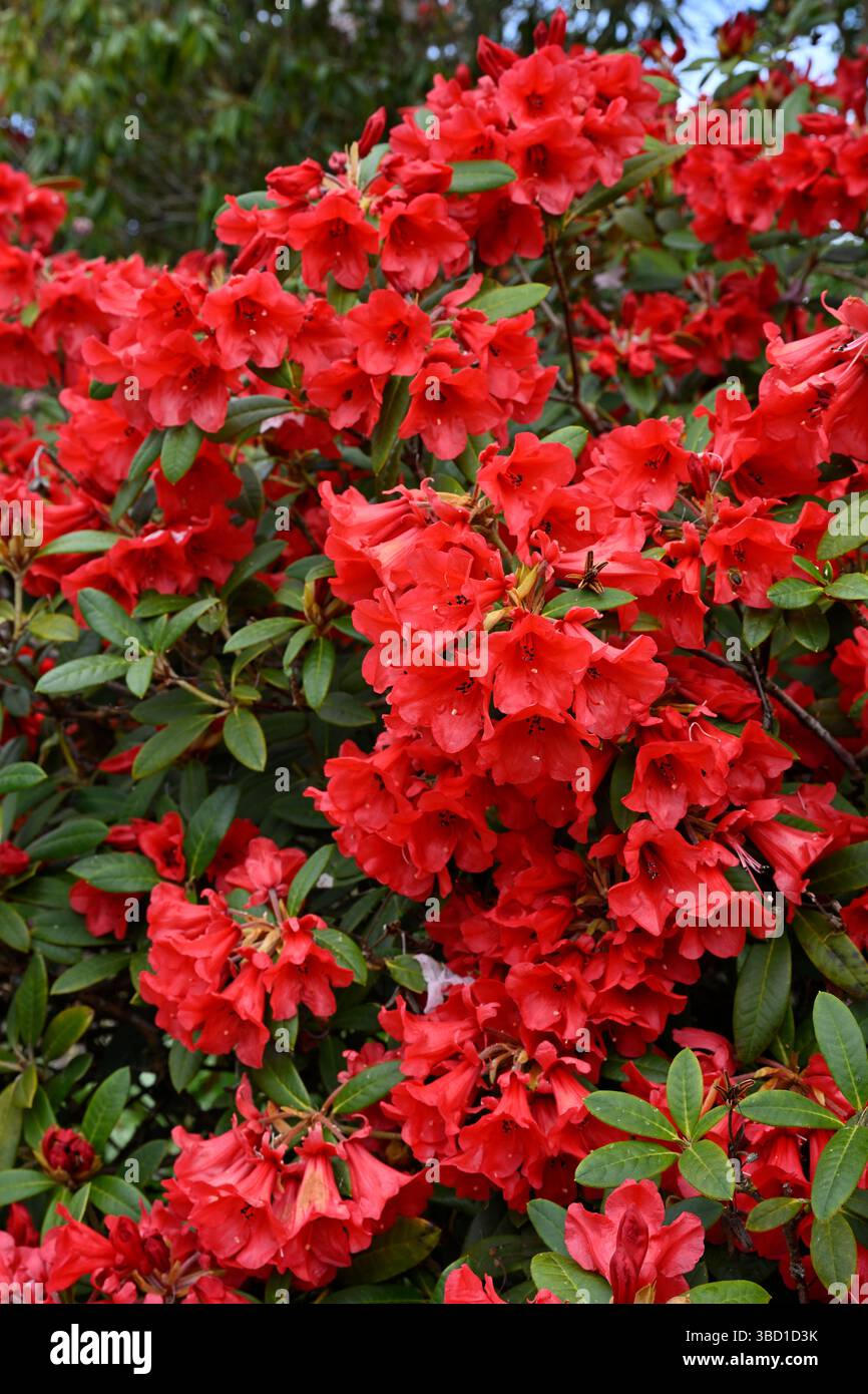 Rote Frühlingsblumen von Rhododendron (May Day Group) 'May Day' UK May Stockfoto
