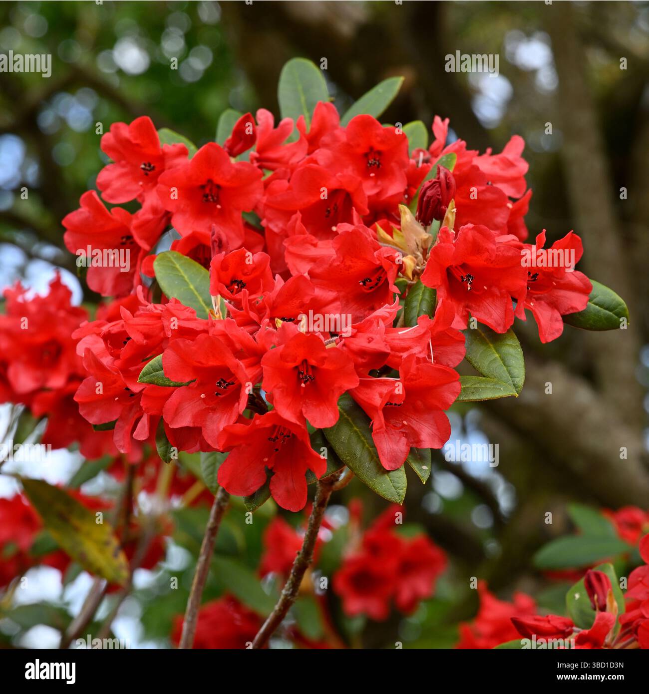 Rote Frühlingsblumen von Rhododendron (May Day Group) 'May Day' UK May Stockfoto