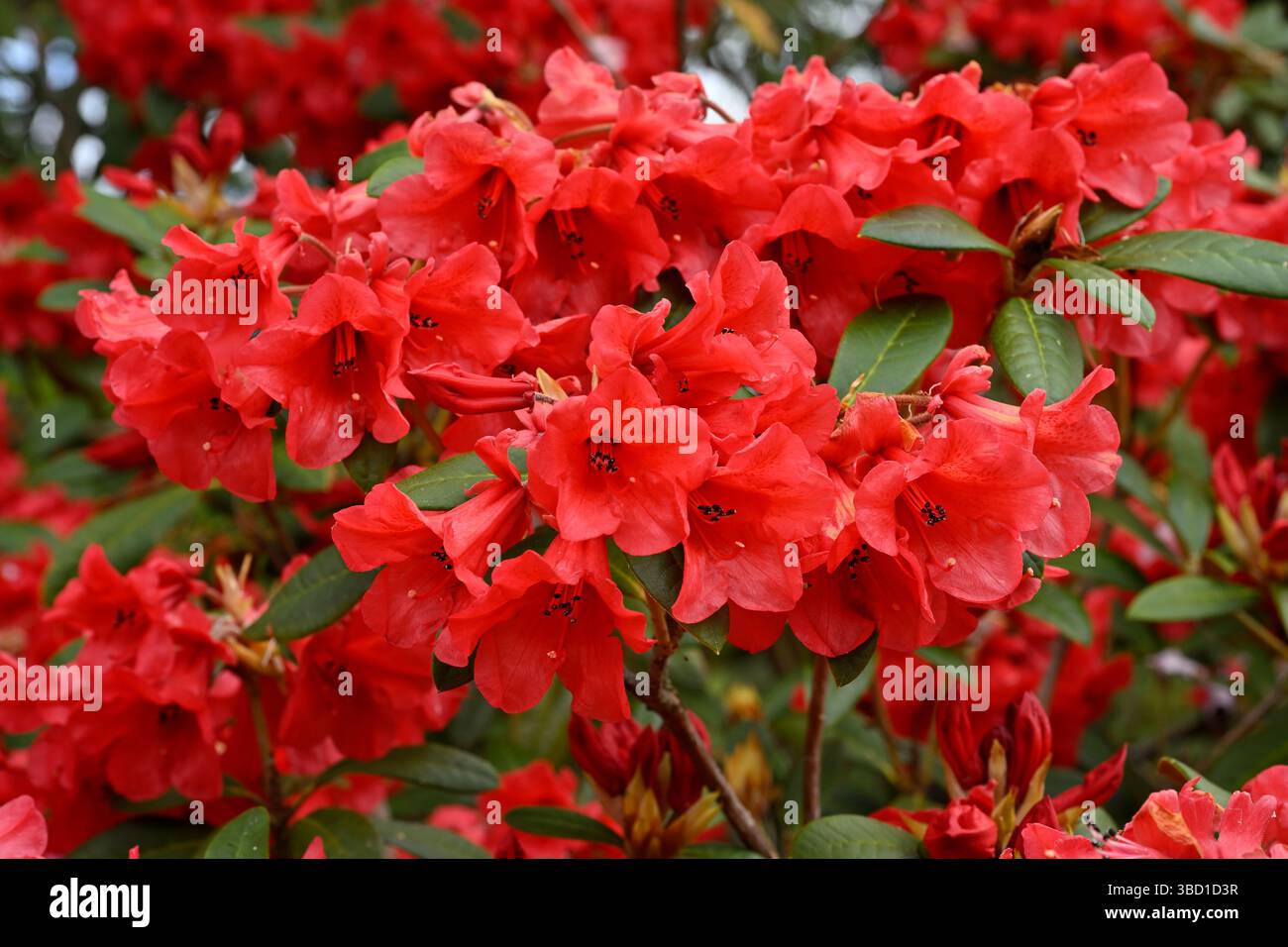Rote Frühlingsblumen von Rhododendron (May Day Group) 'May Day' UK May Stockfoto