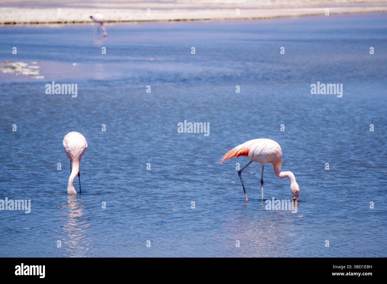 Chilenische und Anden-Flamingos (Phoenicopterus chilensis, Phoenicoparrus Andinus) in einer Saline Lagune der Atacama-Wüste, Nord-Chile, umgeben von B Stockfoto