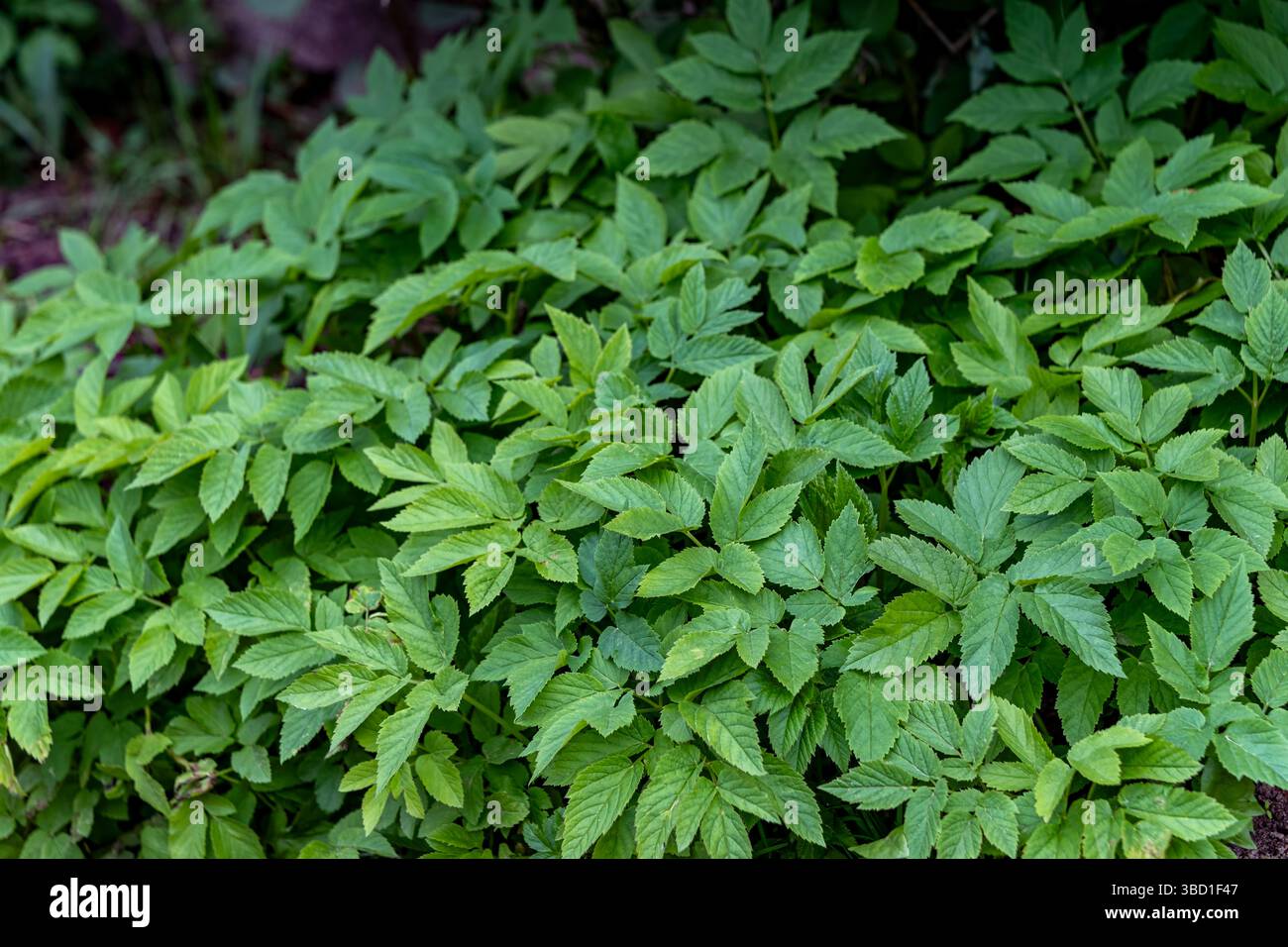 Dichte Bodenbedeckung aus Laubblättern des Erdältesten (Aegopodium podagraria), die einen üppig grünen Teppich bilden. Ideal zur Illustration von Laub, Unkrautbekämpfung oder natura Stockfoto